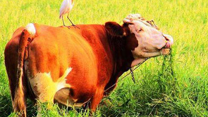 有关牛年的故事 了解牛的精神象征意义