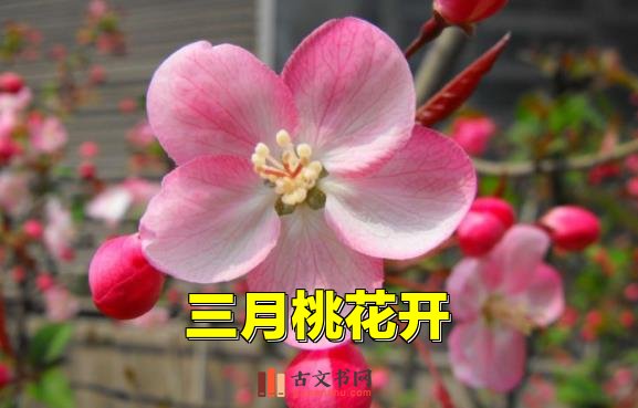 三月桃花开