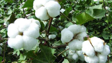 形容「棉花」的成语有哪些，棉花是怎么流传到中国的？